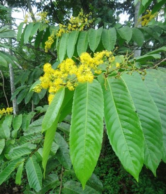 103. Baum, DSC01307.JPG