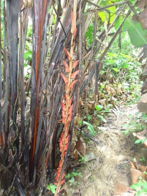 6. Heliconia, DSC01346.JPG