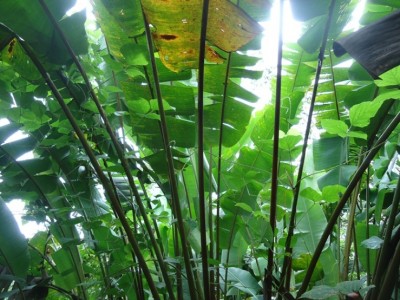 6. Heliconia, DSC01345.JPG