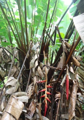 6. Heliconia, DSC01344.JPG
