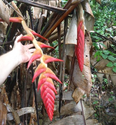 6. Heliconia, DSC01343.JPG
