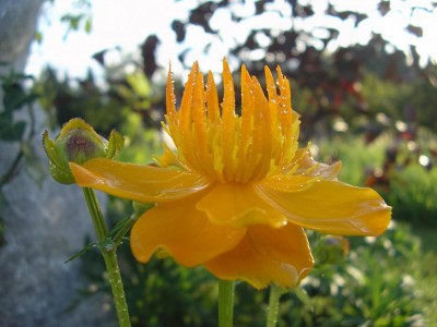 TROLLIUS.JPG