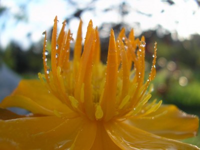 trollius (1).JPG
