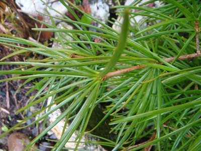 Sciadopitys verticillata.jpg
