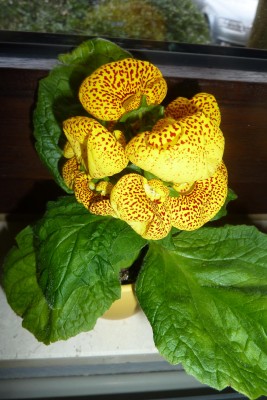 Calceolaria.JPG