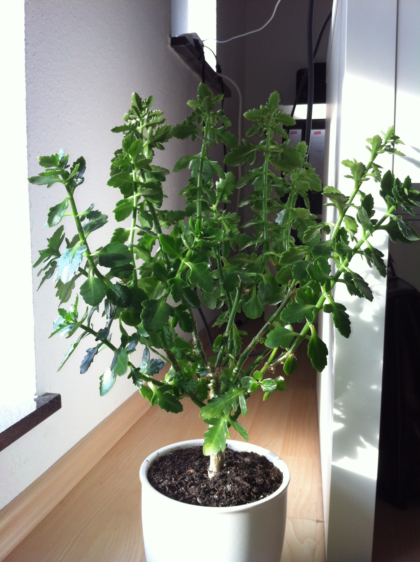 microclover saatgut PT 799 Microclover®