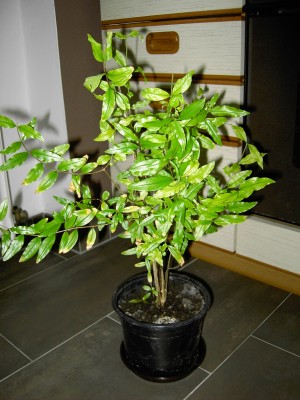 PICT6177.JPG