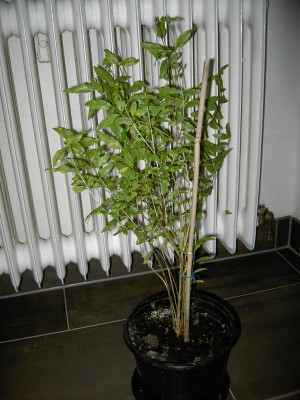 PICT6176.JPG