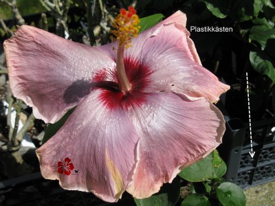 ana lynn Plastikkasten.jpg