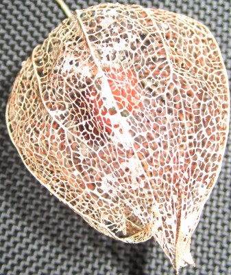 Bild green24 3 134.jpg