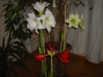 IMGP2031.JPG