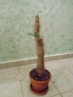 Madagaskarpalme3.JPG