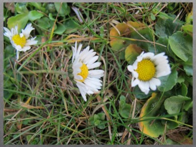 gänseblümchen.jpg