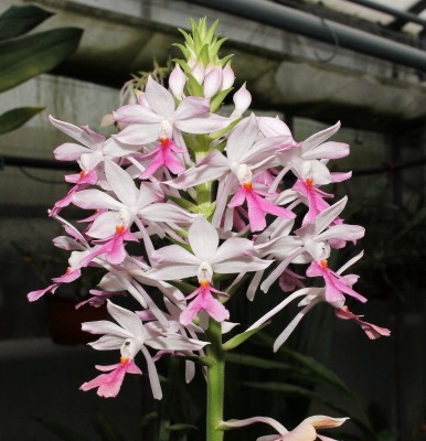Calanthe triplicata-Hybride.jpg