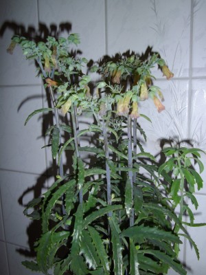 Kalanchoe (1).jpg
