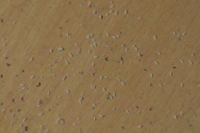 _CSC0606.JPG