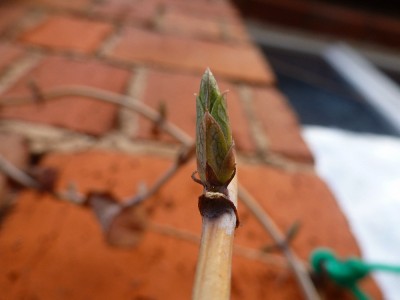 Lonicera.jpg