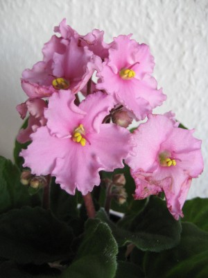 14.01.2012b.JPG