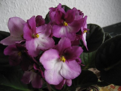 13.01.2012b.JPG
