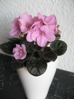 14.01.2012a.JPG