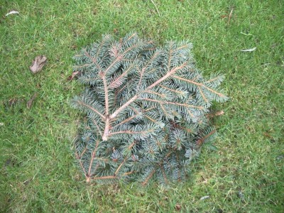 Gunnera Manicata 2 unter Winterschutz 14.01.2012.jpg