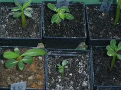 Adenium green 24 026.JPG