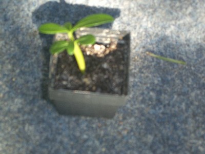 Adenium green 24 017.JPG