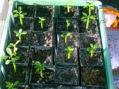 Adenium green 24 012.JPG