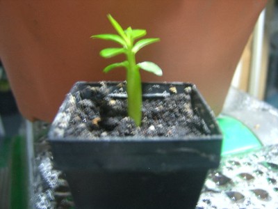Adenium green 24 008.JPG