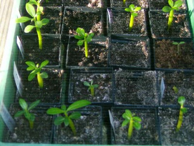 Adenium green 24 013.JPG