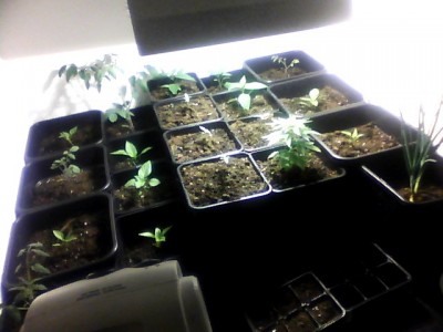 Snapshot_20120114.JPG