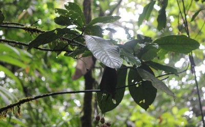 105. Baum, IMG_7429.JPG