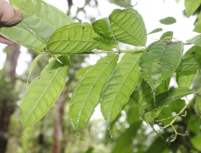 162. Pflanze, IMG_7409.JPG