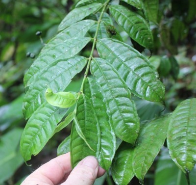 162. Pflanze, IMG_7408.JPG