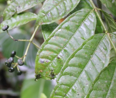 162. Pflanze, IMG_7407.JPG