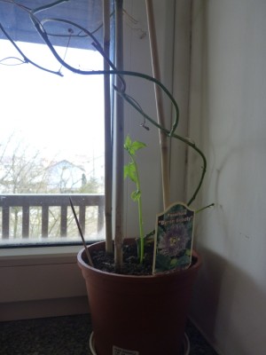 passiflora byron beauty.jpg