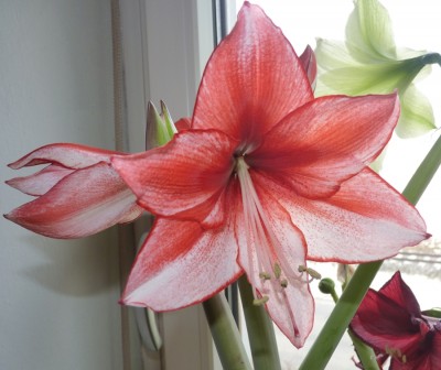 hippeastrum carisma.jpg