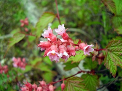 Neillia (1).jpg