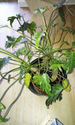 IMAG0280.jpg