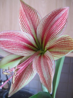 papilio exotic star.JPG