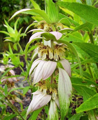 Monarda punctata.jpg