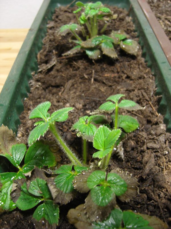 Erdbeeren im Blumenkasten gehen nach und nach ein · Pflanzenkrankheiten &  Schädlinge · GREEN24 Pflanzen & Garten Forum