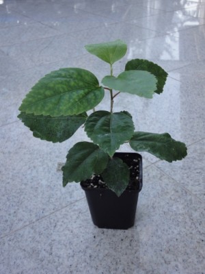 Tigerama x Gabriel.jpg