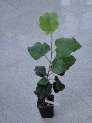 Tahitian Taui x Me-oh My-oh.jpg