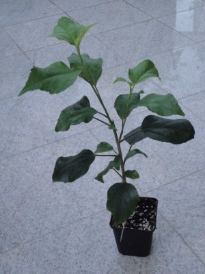 White Diamonds x Gabriel.jpg