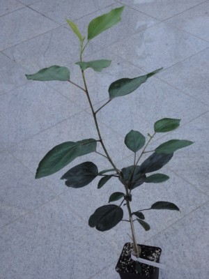 Fifth Dimension x Me-oh My-oh.jpg