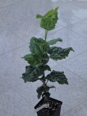 Silver Memories x Cherry Appaloosa.jpg