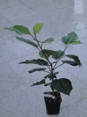 Gabriel x Nightfire.jpg