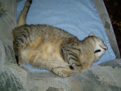 Kitty (4).jpg