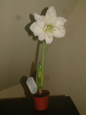 Amaryllis_weiss_Durchmesser16cm-Hoehe30cm.JPG